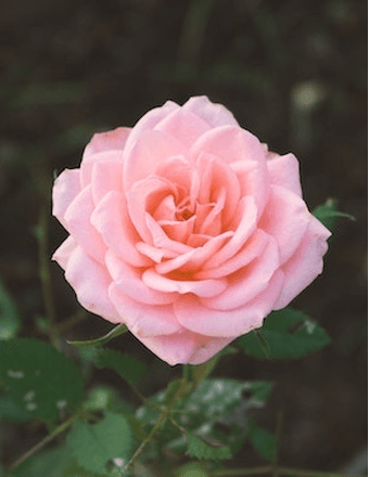 Onie Bell Towns Obituary